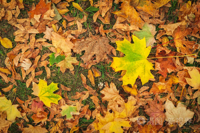 秋天五彩缤纷的橘红色和黄色枫叶为背景