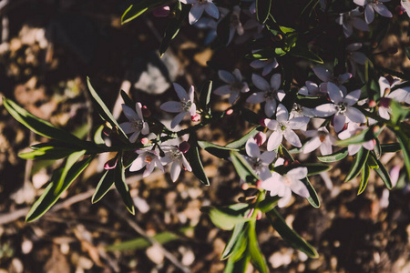 澳大利亚一种开白色小花的植物图片