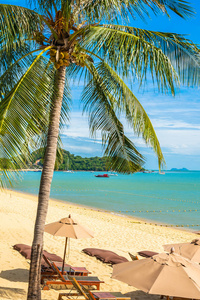 美丽的热带海滨和椰子树海洋图片