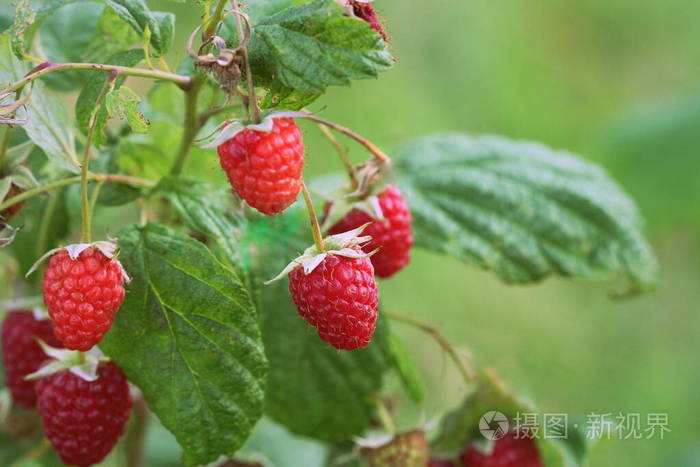 花园里一枝成熟的覆盆子生长在果园树莓丛上的红色甜浆果