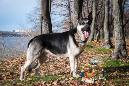 东欧牧羊犬图片