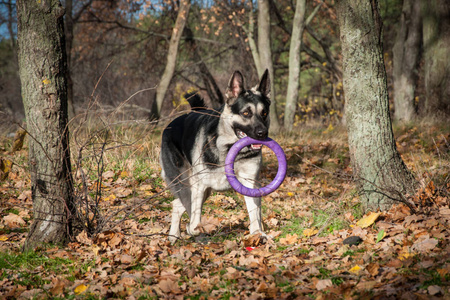 秋天森林里的东欧牧羊犬图片