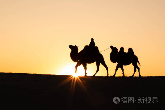 在戈壁沙漠里牵着骆驼的蒙古妇女