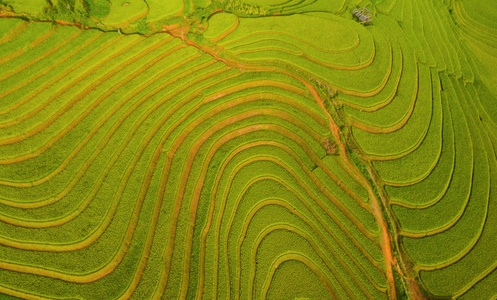 绿色农田稻田梯田鸟瞰图照片