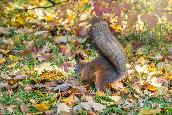 秋天的松鼠把坚果藏在绿草上叶子掉了下来