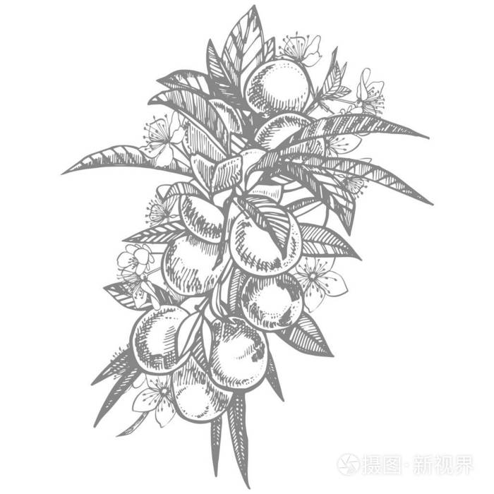 李子手绘插图水墨素描手绘插图孤立的白色背景健康有机