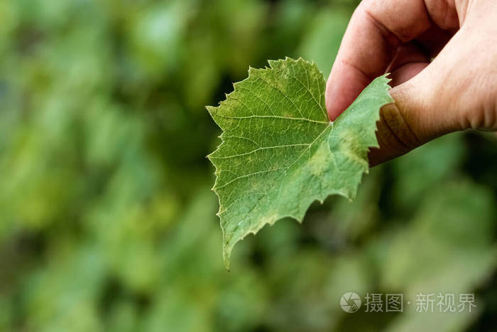 女孩的手拿着一张绿叶特写镜头春天的象征与生态观念
