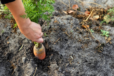 农夫的手从地上拔出新鲜的胡萝卜,特写,有机蔬菜.