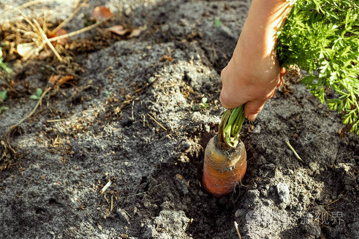 农夫的手从地上拔出新鲜的胡萝卜特写有机蔬菜花园农舍收获的概念