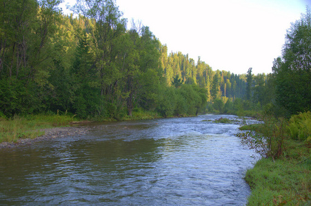 针叶林流动春河平静的浅河流经马丁斯针叶林.照片