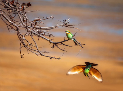 群居鸟一只食蜂鸟栖息在树枝上,一只飞走了照片