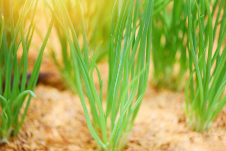 农业蔬菜中的小植株葱芽绿苗图片