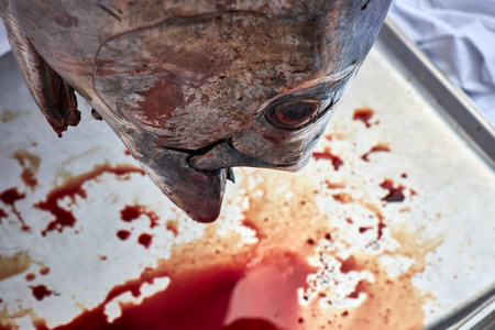 金枪鱼大腹图片