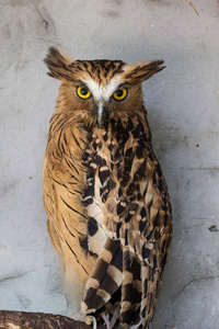 凯图帕·凯图普,也被称为马来鱼猫头鹰,被奇怪的声音惊醒,并凝视着它