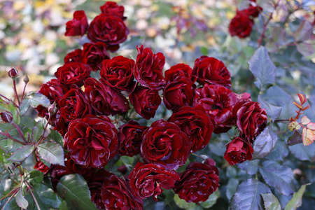 花园里美丽的血红玫瑰.雨滴像水晶一样落在花瓣上.浪漫的背景照片.