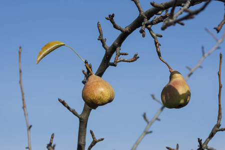 挣扎的秋天到冬天蓝天下,一棵老梨树上被遗忘的梨子.