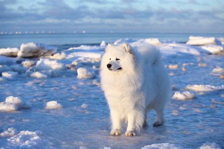 白色绒毛狗,萨莫耶德坐在雪地上照片