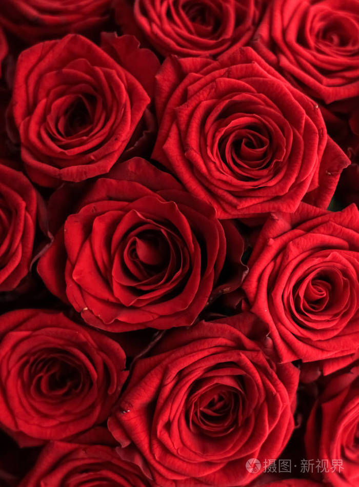 美丽奢华的红玫瑰花束鲜花盛开
