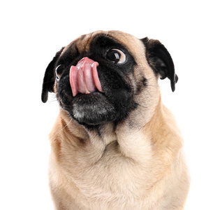 小哈巴狗图片大全