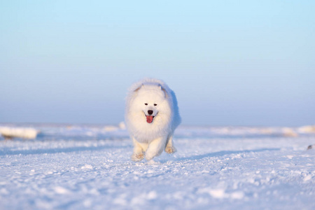 白狗萨莫耶德在雪地里奔跑图片