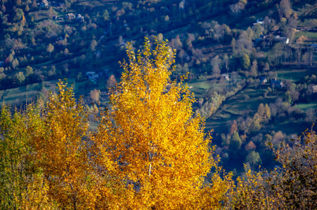 下午山上的彩色落叶林图片
