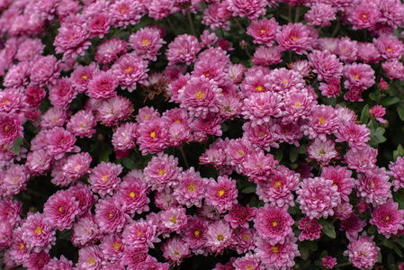 花园里的花匠菊花图片