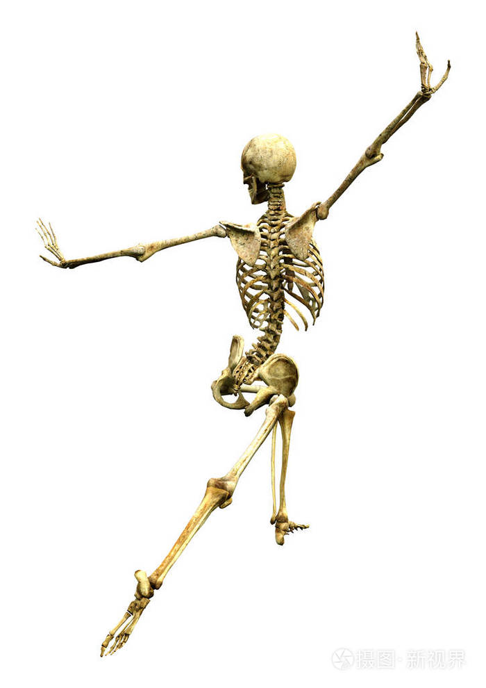 白底人体骨架的三维绘制照片-正版商用图片2p8s4s-摄图新视界