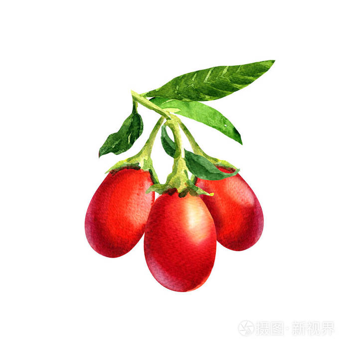 成熟的枸杞子枝叶孤立白色手绘水彩画插图