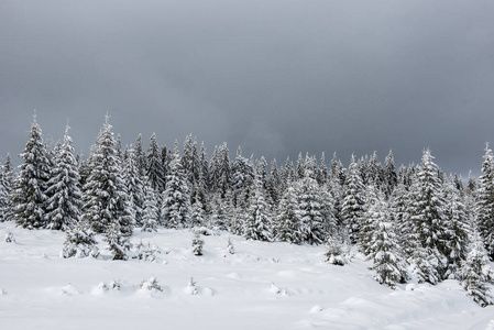 冬季树木积雪景观图片