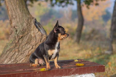 棕色吉娃娃图片