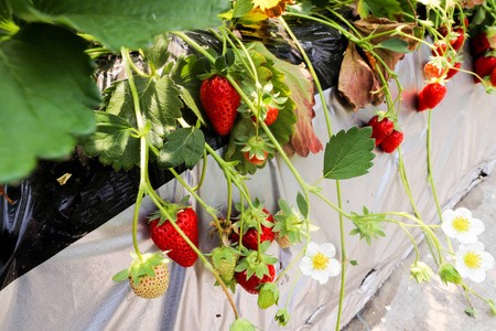 草莓园红草莓的宏群鲜度研究图片
