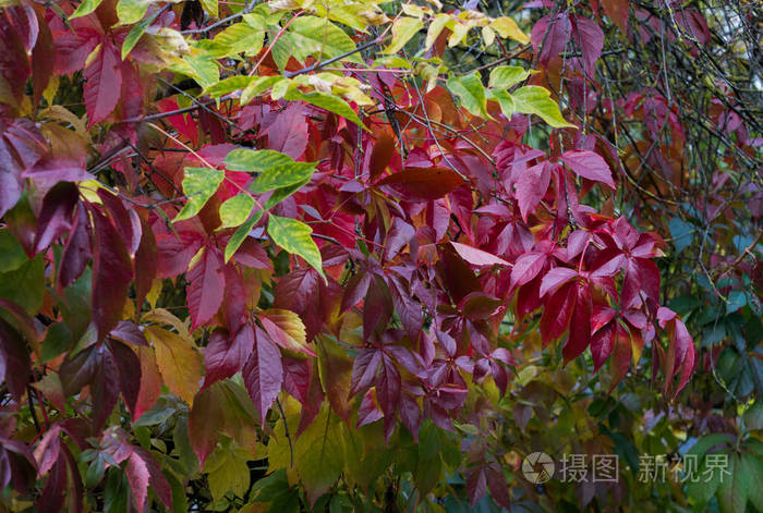 挂在树上的红葡萄叶子秋天的风景