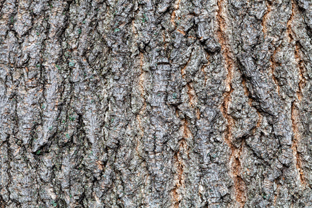 灰叶枫树老树干上有槽的树皮图片