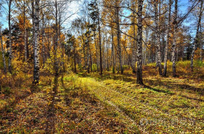 Golden autumn in birch grove with yellow leaves and dirt forest 