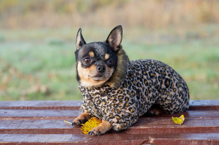 漂亮的棕色吉娃娃狗站着面对镜头.照片