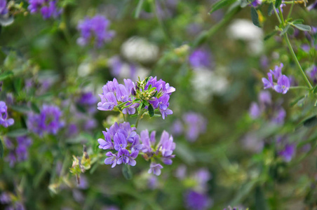 田野里盛开着紫花苜蓿照片