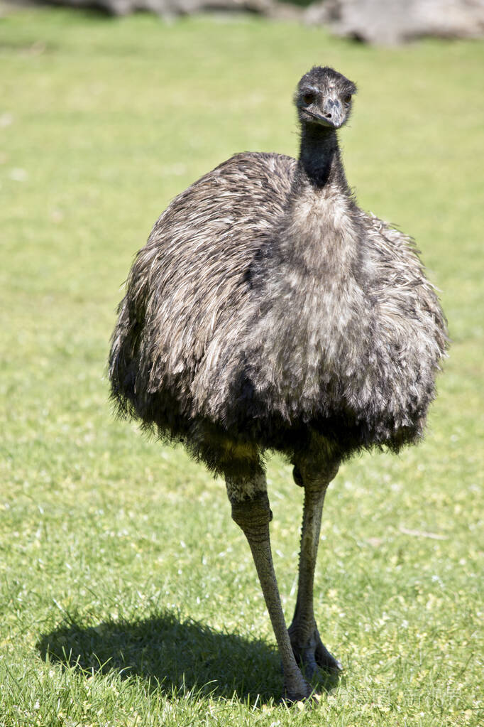 澳大利亚鸸鹋正穿过公园