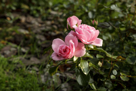 blooming flower on 照片