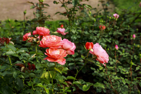 blooming flower on 照片