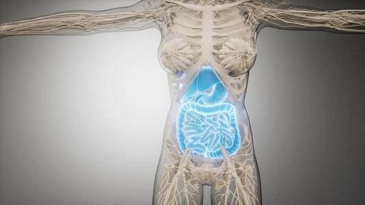 人体消化系统的组成和功能照片