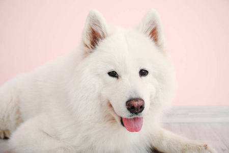 可爱的萨摩耶德犬的女孩可爱的萨摩耶狗戴着派对帽躺在彩色墙上的地板