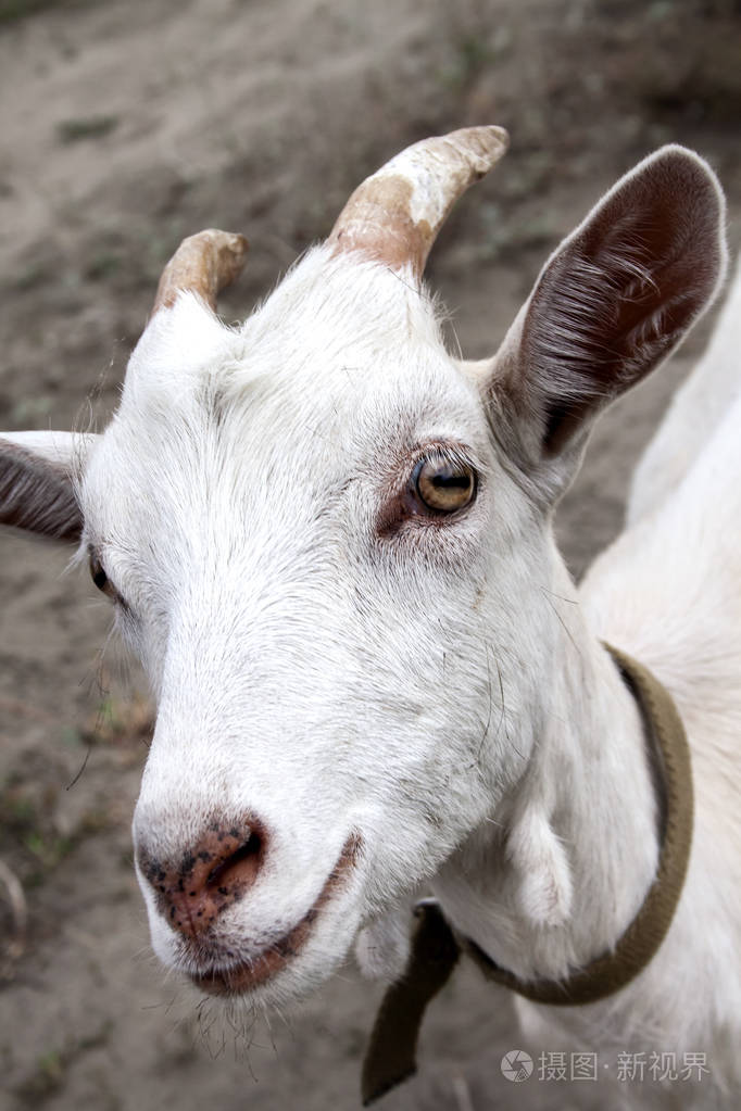 可爱的小白羊直视镜头