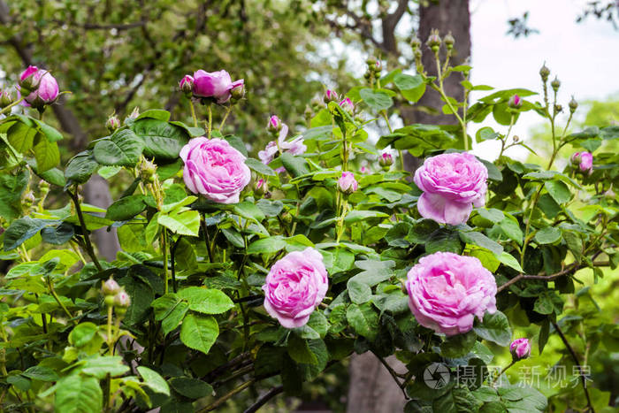 百叶蔷薇rosacentifolia夏季花园中的花朵