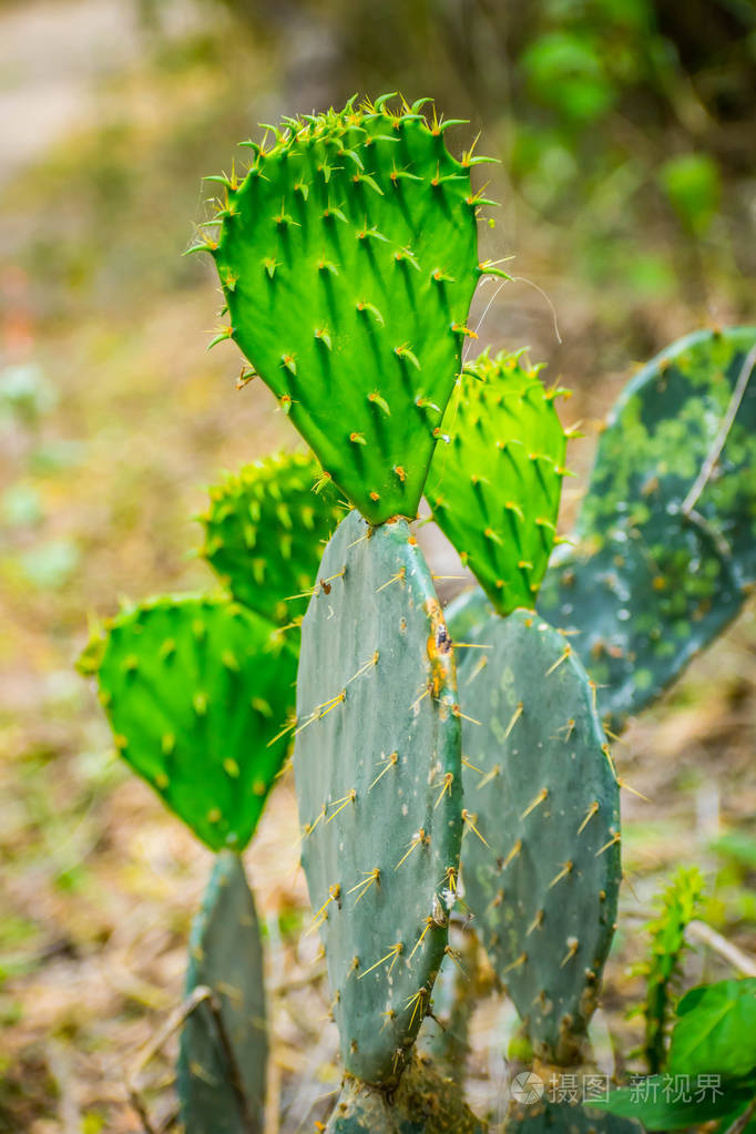 一种多刺的野生仙人掌植物产于得克萨斯州弗伦特拉奥杜邦社会