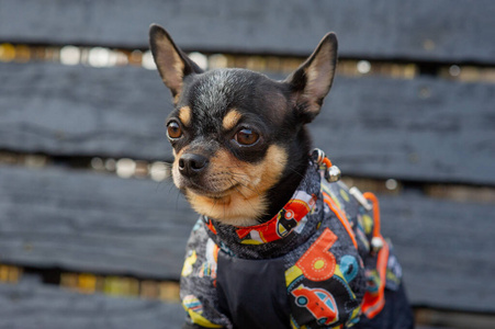 吉娃娃穿着衣服坐在长椅上.漂亮的棕色吉娃娃狗站着面对镜头.照片