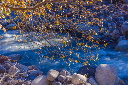 秋天的黄树在山河旁枝繁叶茂图片