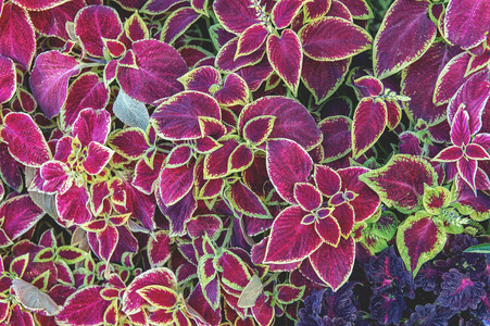 颜色鲜艳的花朵图片