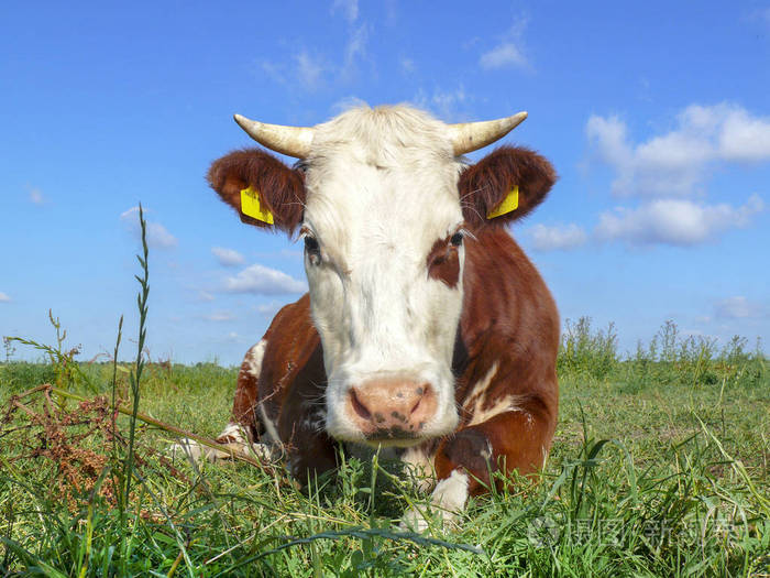 躺在牧场上的褐白角奶牛