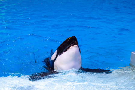 水上动物园里的野生动物.动物训练.水平特写照片