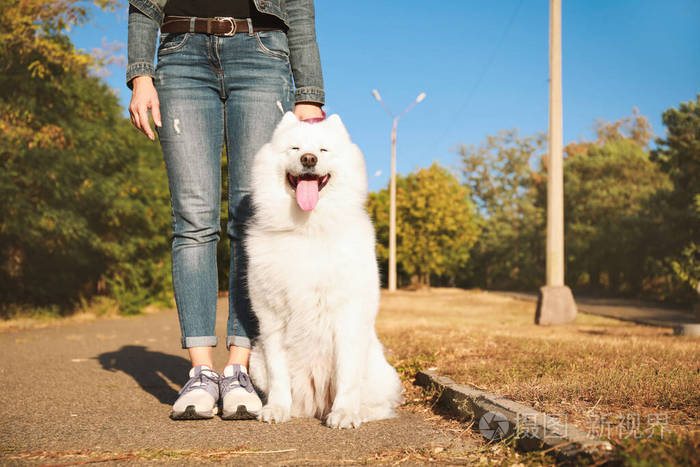 可爱的萨摩耶狗和主人在户外